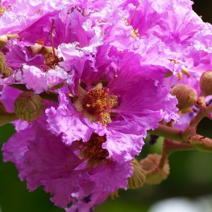 Lagerstroemia Indica (Myrta krepová) ´MUSKOGEE´, kont. C2L, výška: 30-50 cm (-15°C)
